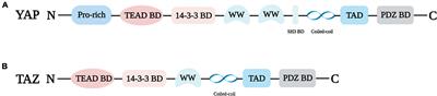 The regulation of yes-associated protein/transcriptional coactivator with PDZ-binding motif and their roles in vascular endothelium